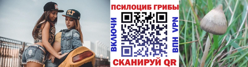 Псилоцибиновые грибы Psilocybine cubensis  Ноябрьск 
